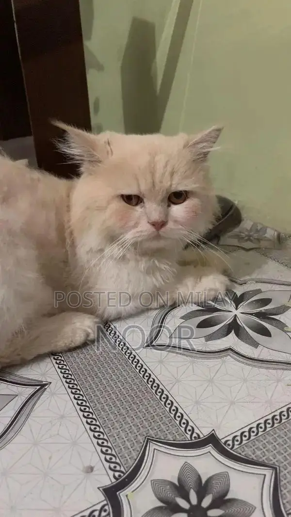 Persian Male Kitten - 9 Months Old, Triple Coat