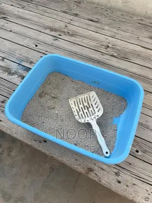 Persian Male Kitten - 9 Months Old, Triple Coat