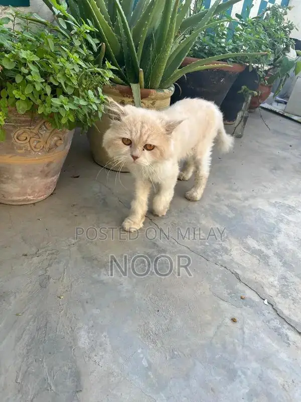 Persian Male Kitten - 9 Months Old, Triple Coat