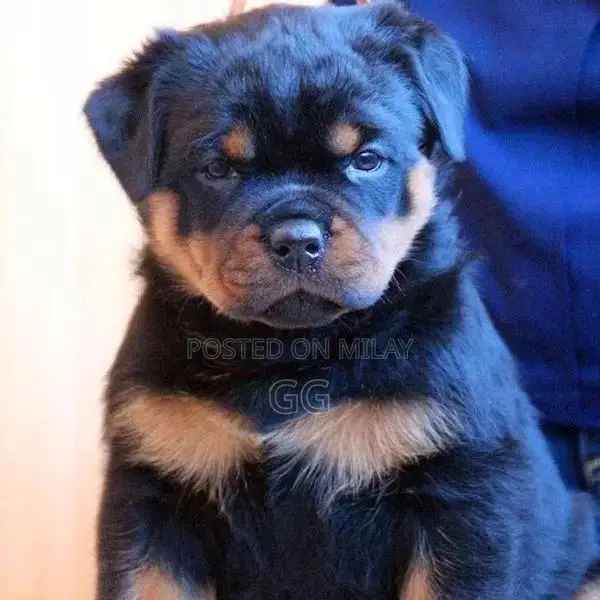 Purebred Rottweiler Puppies - Male and Female Available