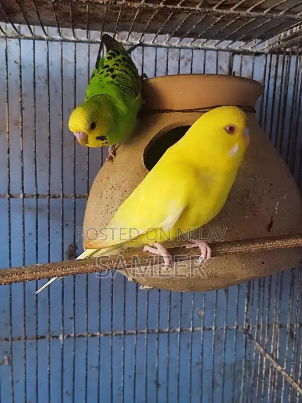 Budgies King Exhibition Breeding Pair - Lotino Variety