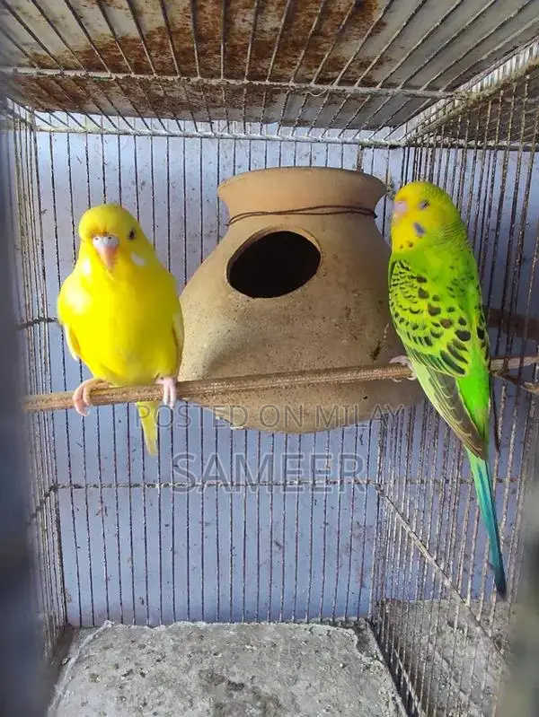 Budgies King Exhibition Breeding Pair - Lotino Variety