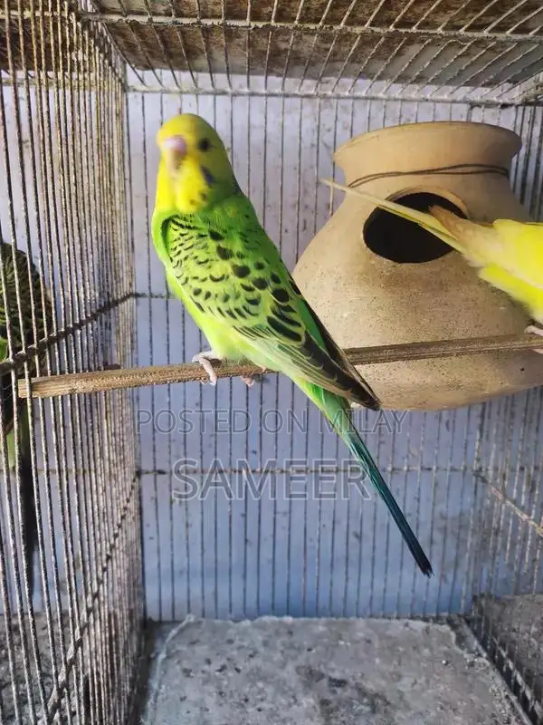 Budgies King Exhibition Breeding Pair - Lotino Variety