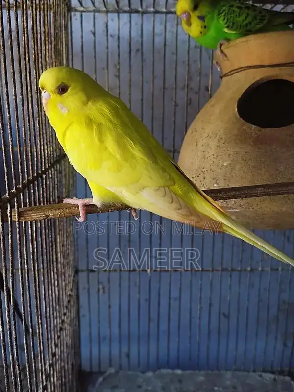Budgies King Exhibition Breeding Pair - Lotino Variety