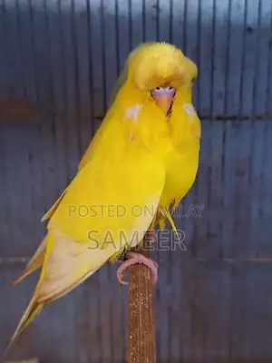 Budgies King Exhibition Breeding Pair - Lotino Variety