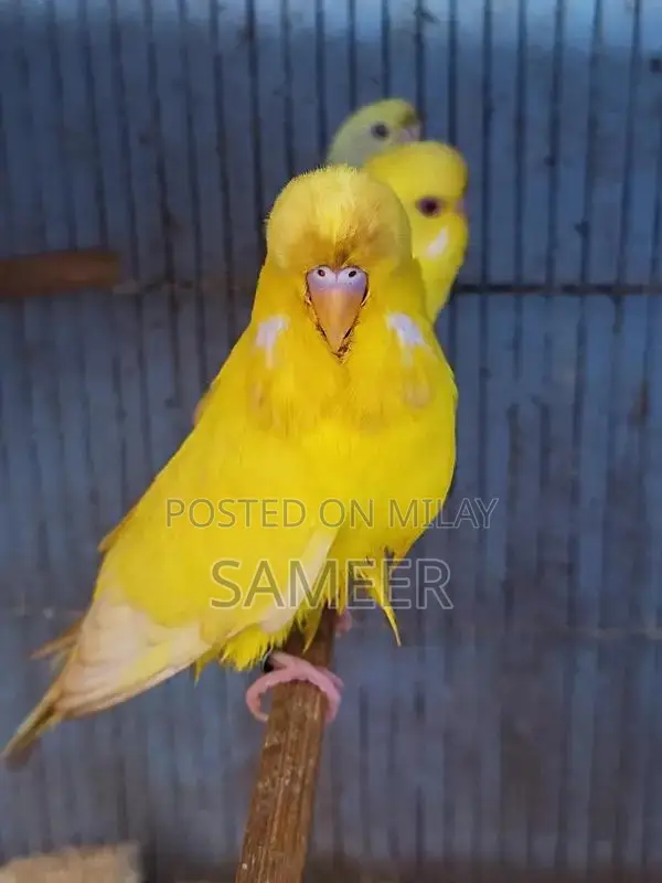 Budgies King Exhibition Breeding Pair - Lotino Variety