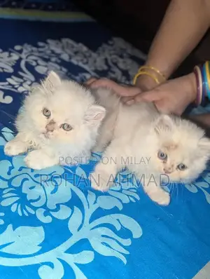Photo - Purebred Persian Kittens - Triple Coat Soft and Adorable