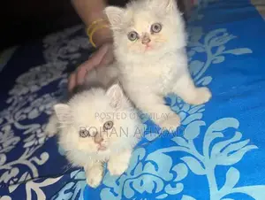 Purebred Persian Kittens - Triple Coat Soft and Adorable