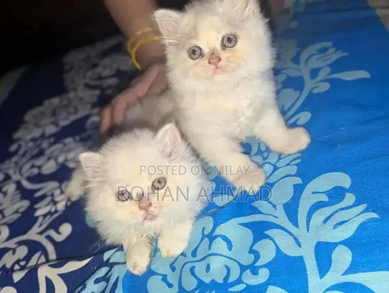 Purebred Persian Kittens - Triple Coat Soft and Adorable