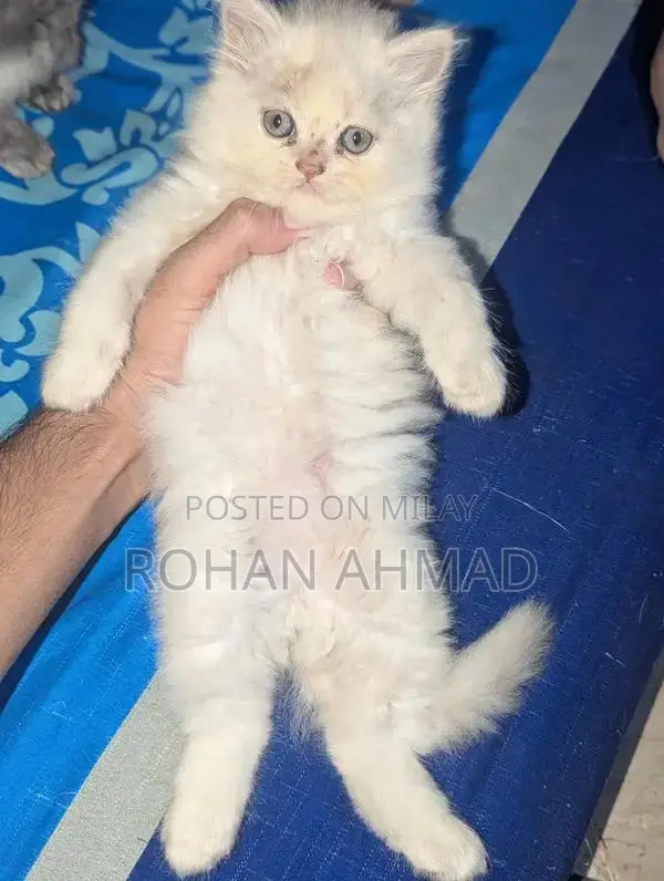 Purebred Persian Kittens - Triple Coat Soft and Adorable