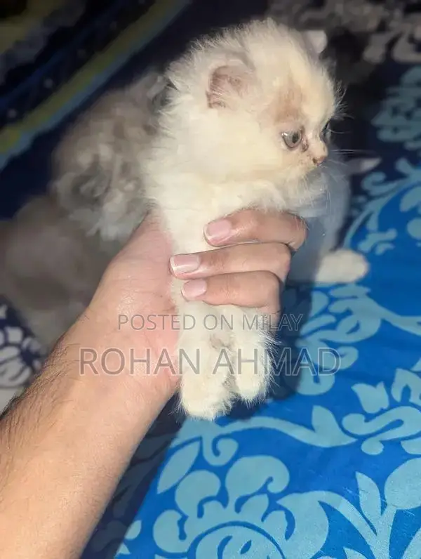 Purebred Persian Kittens - Triple Coat Soft and Adorable