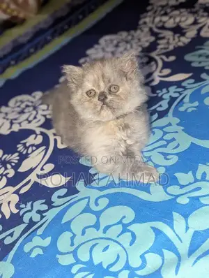Purebred Persian Kittens - Triple Coat Soft and Adorable