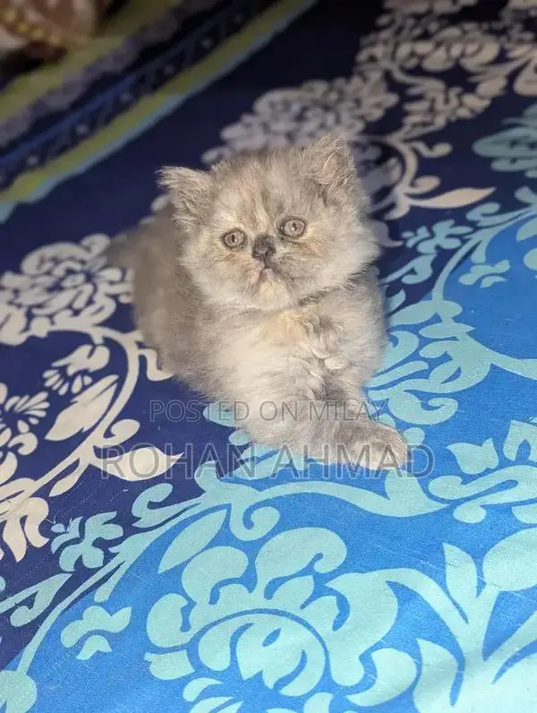 Purebred Persian Kittens - Triple Coat Soft and Adorable