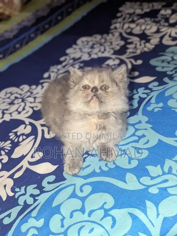 Purebred Persian Kittens - Triple Coat Soft and Adorable