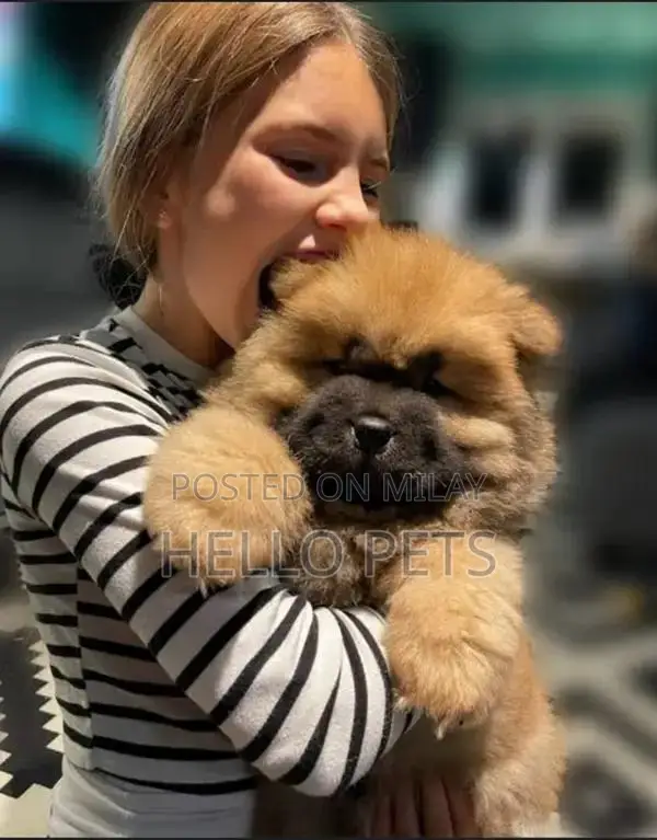 Chow Chow Puppies - Champion Bloodline Imported Purebred