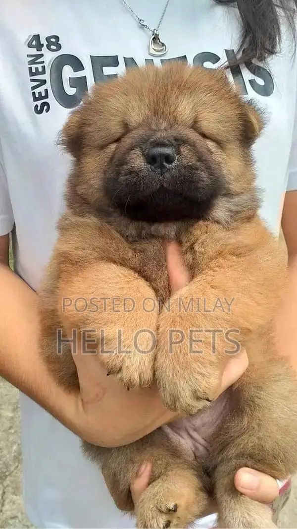 Chow Chow Puppies - Champion Bloodline Imported Purebred