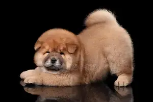 Chow Chow Puppies - Champion Bloodline Imported Purebred