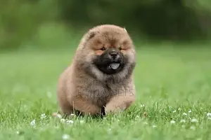 Chow Chow Puppies - Champion Bloodline Imported Purebred
