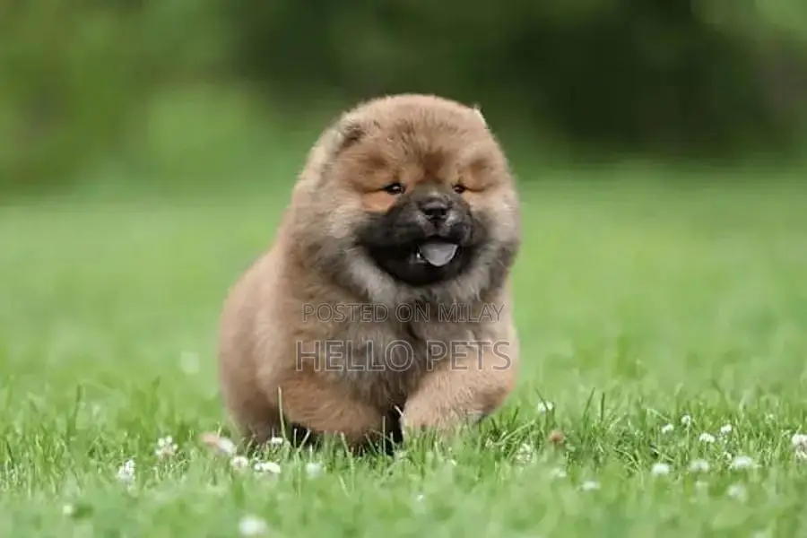 Chow Chow Puppies - Champion Bloodline Imported Purebred