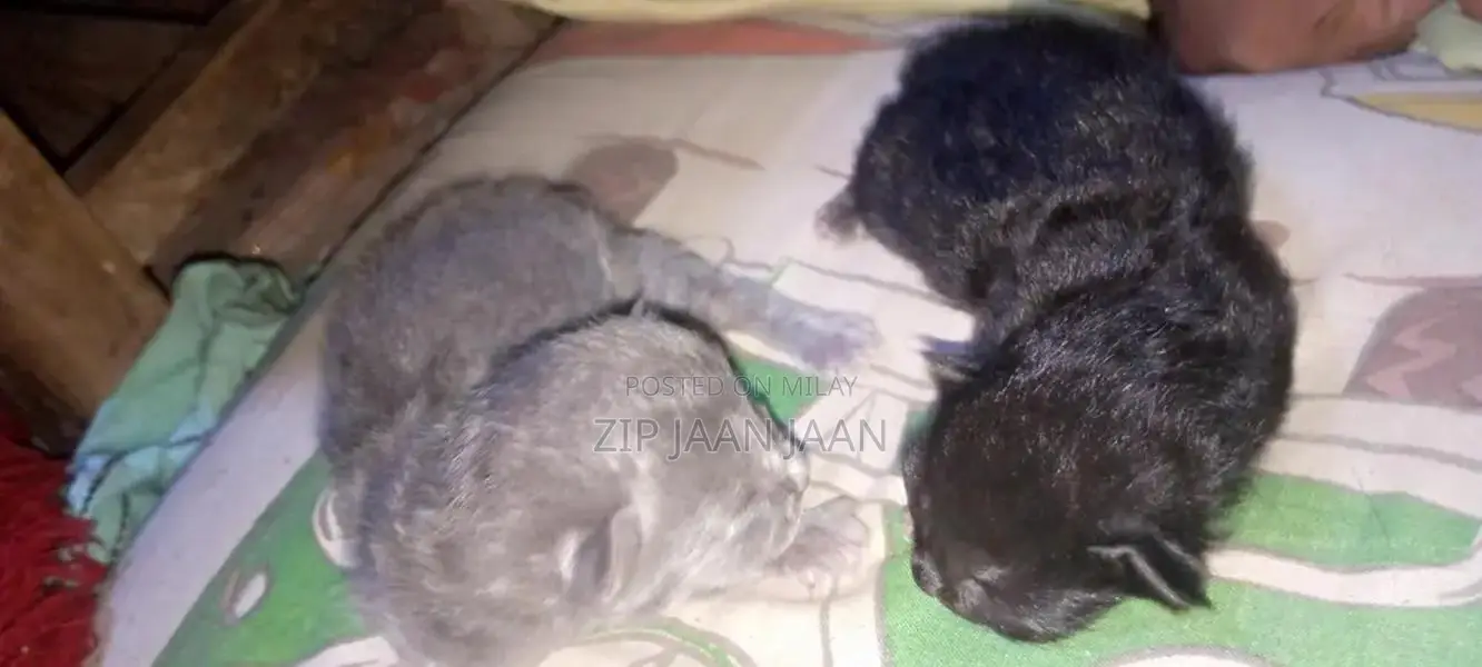 Unique Product with Model