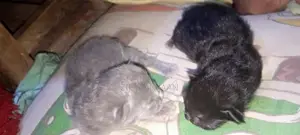 Photo - Unique Product with Model