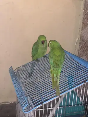 Photo - Unspecified Pair of Items