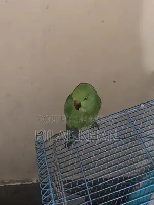 Unspecified Pair of Items