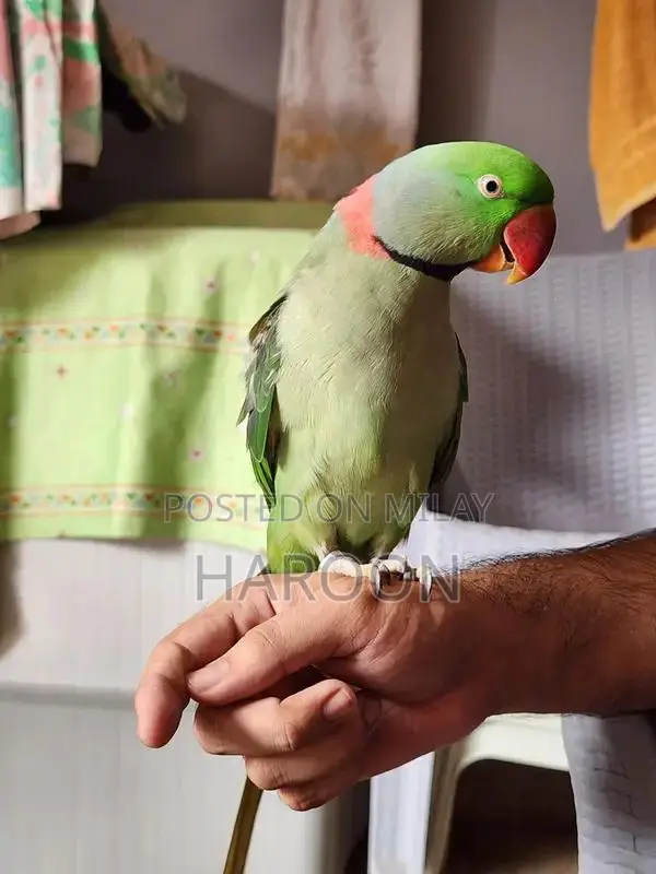 Breeding Pair of Talking Raw Parrots - Tame and Healthy