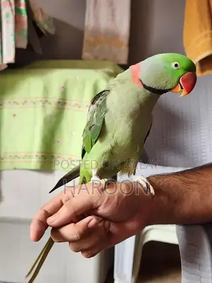 Breeding Pair of Talking Raw Parrots - Tame and Healthy