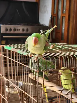Breeding Pair of Talking Raw Parrots - Tame and Healthy