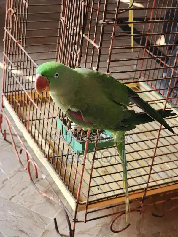 Breeding Pair of Talking Raw Parrots - Tame and Healthy