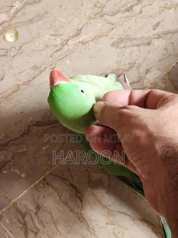 Breeding Pair of Talking Raw Parrots - Tame and Healthy