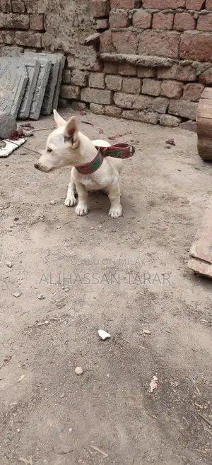 Photo - Indian Spitz Puppy - 2 Months Old Purebred Companion
