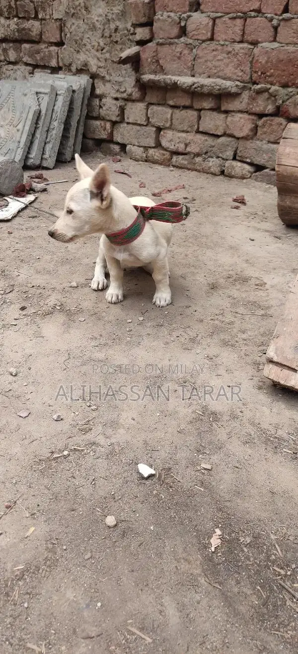 Indian Spitz Puppy - 2 Months Old Purebred Companion
