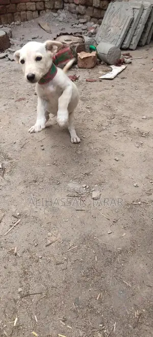 Indian Spitz Puppy - 2 Months Old Purebred Companion
