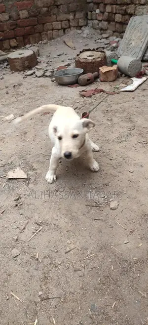 Indian Spitz Puppy - 2 Months Old Purebred Companion