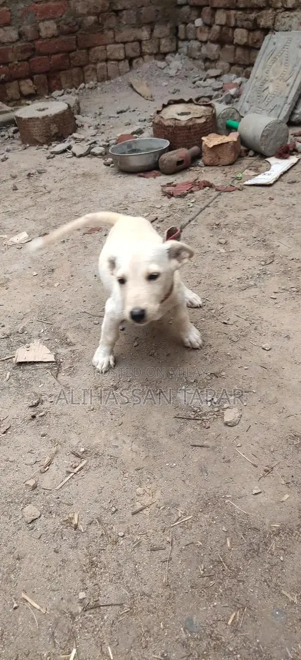 Indian Spitz Puppy - 2 Months Old Purebred Companion