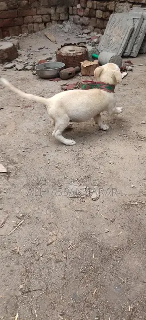 Indian Spitz Puppy - 2 Months Old Purebred Companion