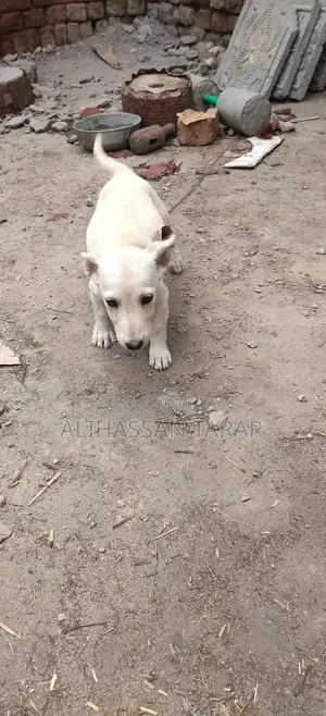 Indian Spitz Puppy - 2 Months Old Purebred Companion
