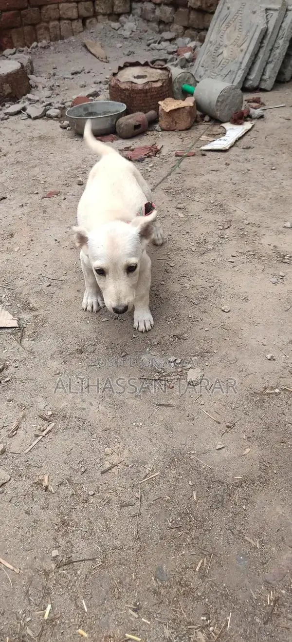 Indian Spitz Puppy - 2 Months Old Purebred Companion
