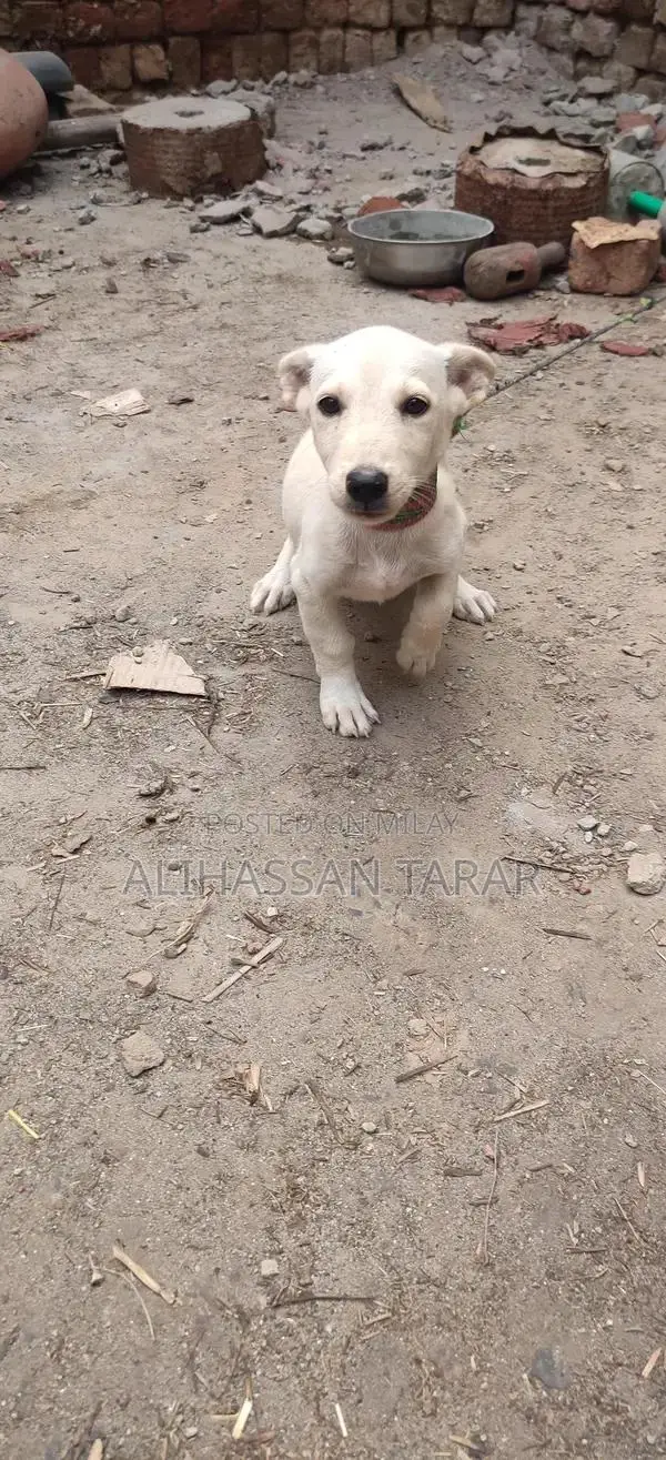 Indian Spitz Puppy - 2 Months Old Purebred Companion
