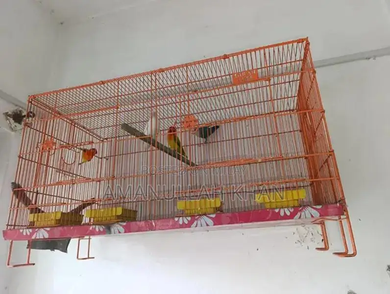 Love Birds Breeding Pair with Cages and Accessories