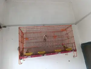 Love Birds Breeding Pair with Cages and Accessories