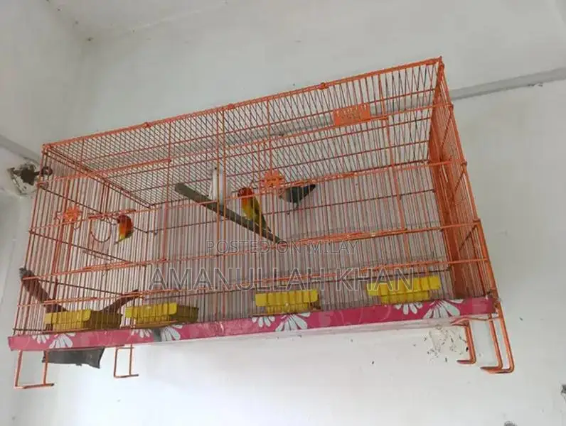 Love Birds Breeding Pair with Cages and Accessories