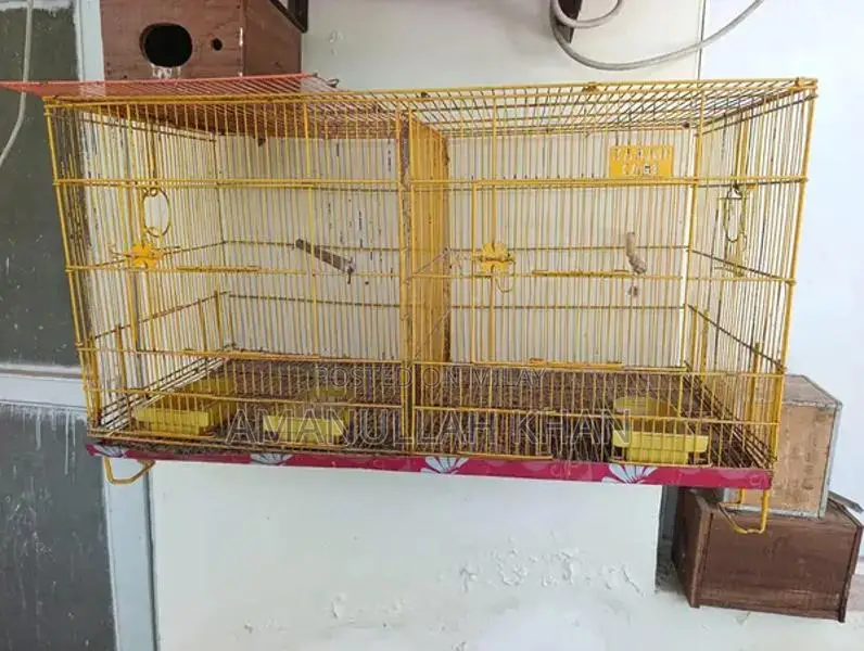 Love Birds Breeding Pair with Cages and Accessories