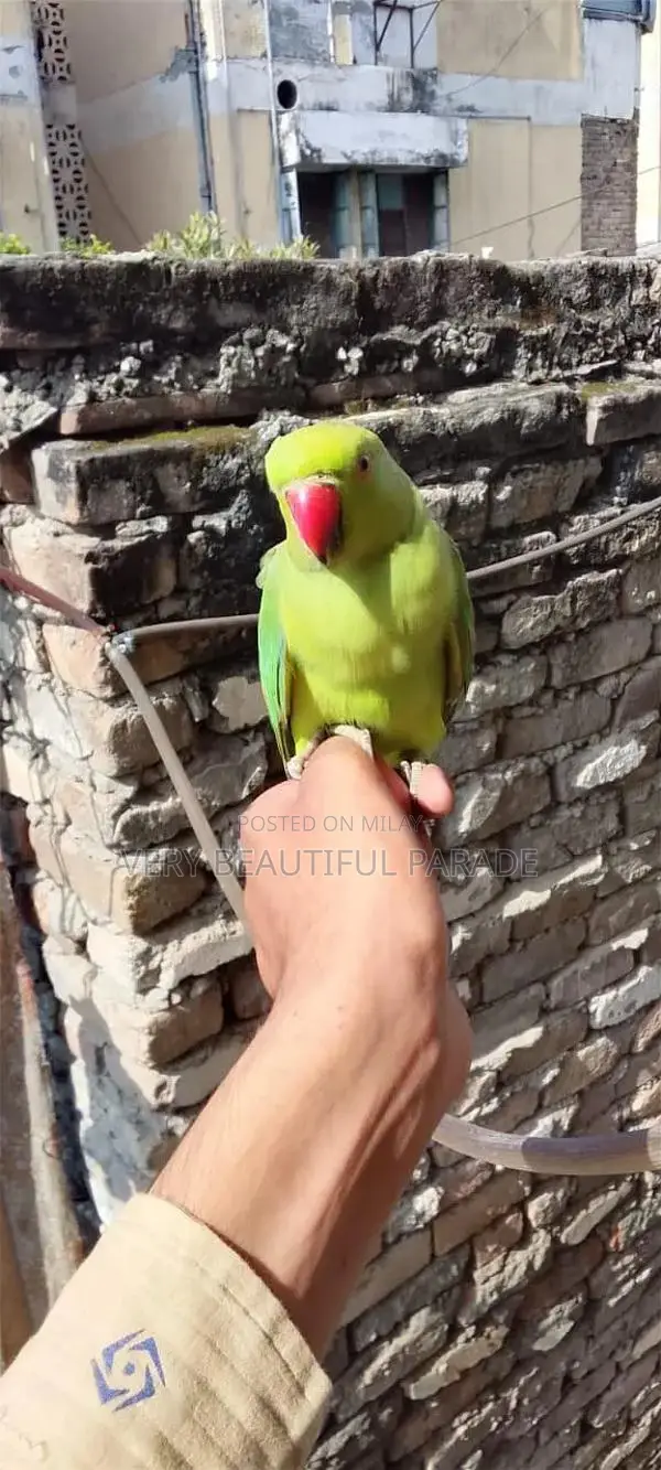 Friendly Parrot Companion - Beautiful Exotic Bird Pet