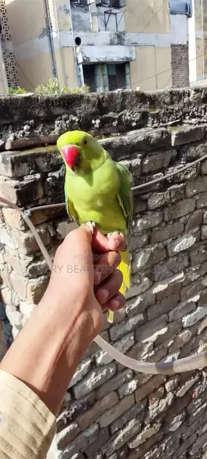 Friendly Parrot Companion - Beautiful Exotic Bird Pet