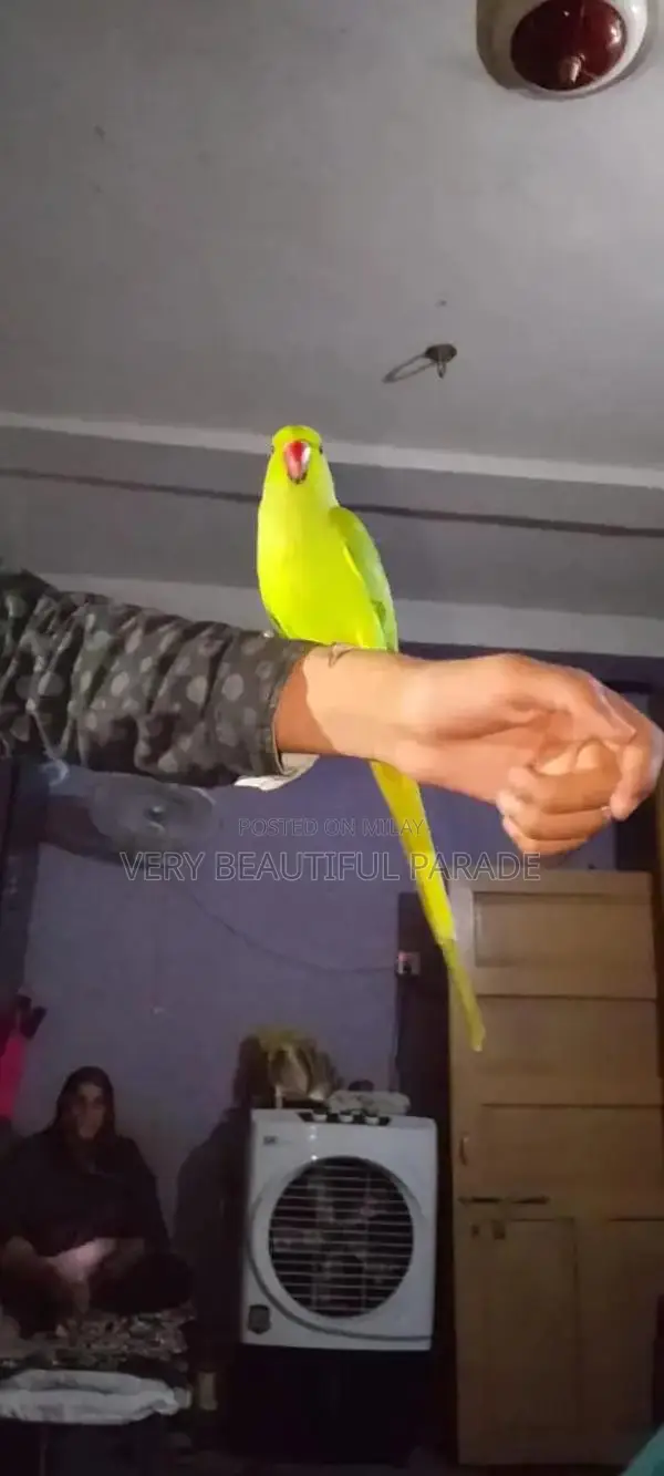 Friendly Parrot Companion - Beautiful Exotic Bird Pet