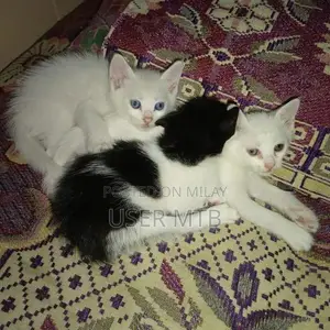 Photo - Purebred Persian Kittens - Adorable Healthy Companions