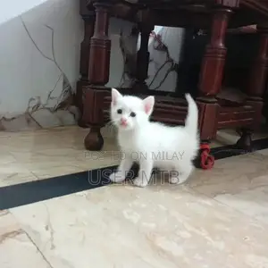 Purebred Persian Kittens - Adorable Healthy Companions